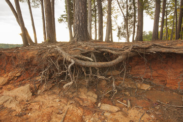 A close up on exposed tree roots in North Carolina.