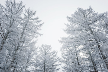 雪の森林、冬の風景。