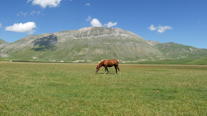 Fototapeta na wymiar Cavallo al pascolo sui monti Sibillini