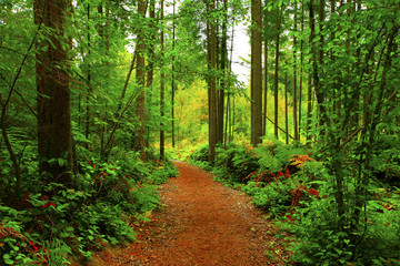 a picture of an Pacific Northwest forest trail