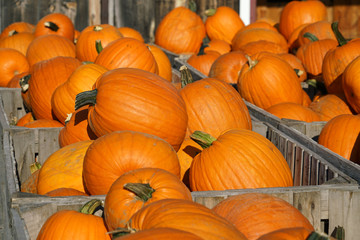 colorful pumpkins in container at farm in autumn harvest season