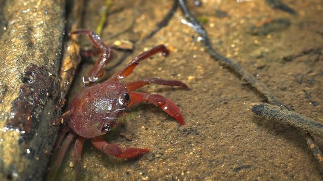 Waterfall Crab Foraging in a Shallow Stream, with Sound