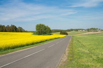 Obraz premium Empty asphalt country road passing through green and flowering agricultural fields. Countryside landscape on a sunny summer day in Belarus. Environment friendly farming, industrial agriculture concept