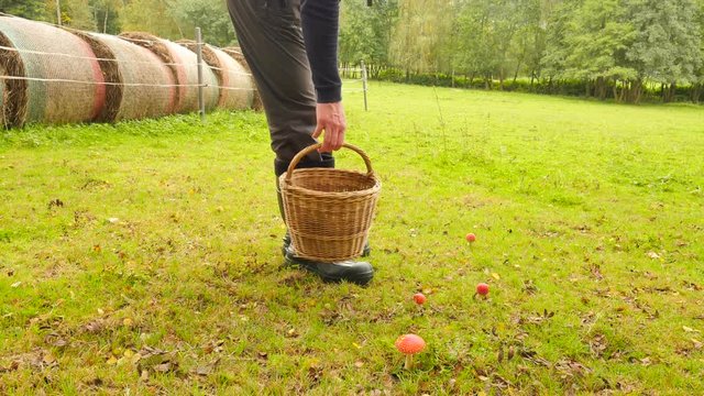 Man with gum boots and cane basket in hand walks past a meadow around several mushrooms. Poisonous red toadstools.