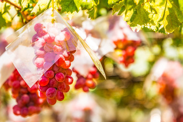 Grapevines with Ripe Red Grapes – Luminous Summer Orchard Landscape