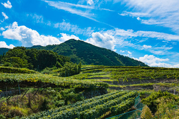 山梨県葡萄畑の風景