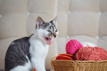 Fototapeta premium Cat making silly face. Portrait of tabby cat on sofa yawning with funny face.
