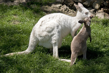 Obraz premium albino wallaby and brown joey