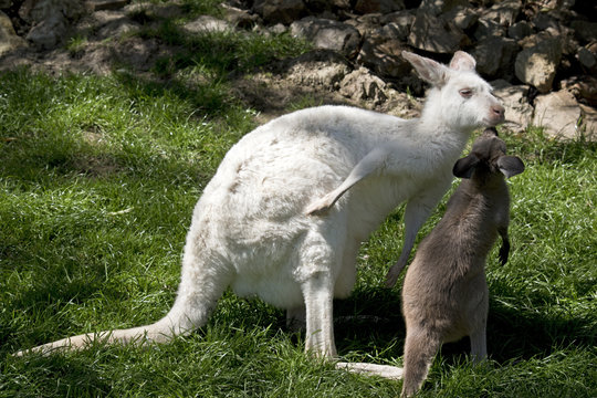 albino wallaby and brown joey kissing