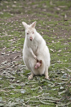 albino wallaby and joey