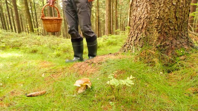 Man searching mushrooms in autumnal forest. Man arms in blue shirt carry basket with many mushrooms, cut additional boletus with pocket knife and put it into basket. Picking mushrooms in autumn forest