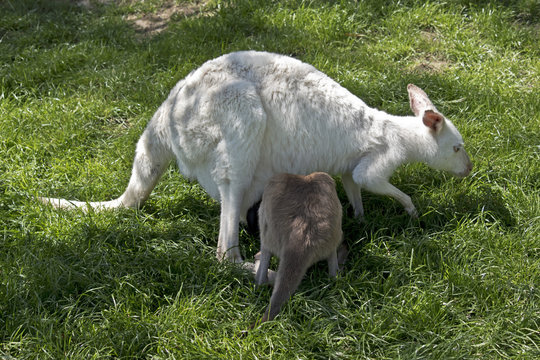 albino wallaby and brown joey