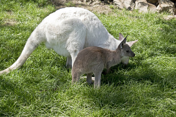 albino wallaby and brown joey