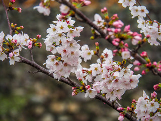 Spring Cherry Blossoms