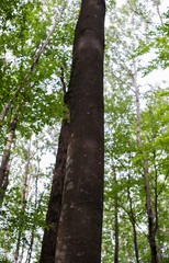Fototapeta premium Tall trunk of a beech tree in the forest of shadow