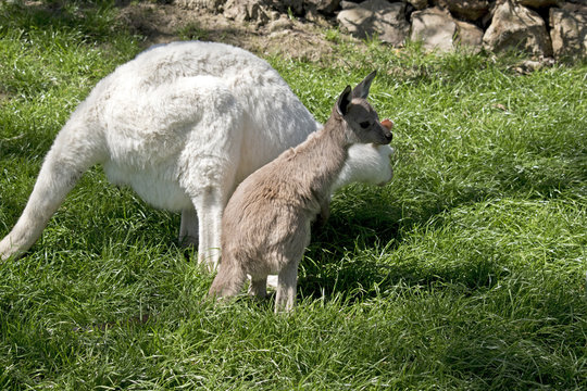 albino wallaby and brown joey