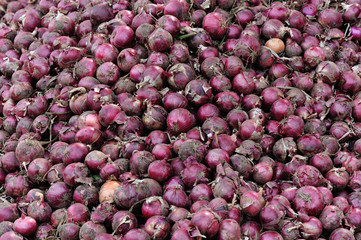 harvest red onion