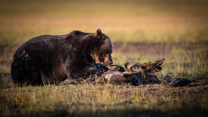 Moose for Supper