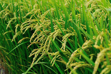 rice grain in growth at field