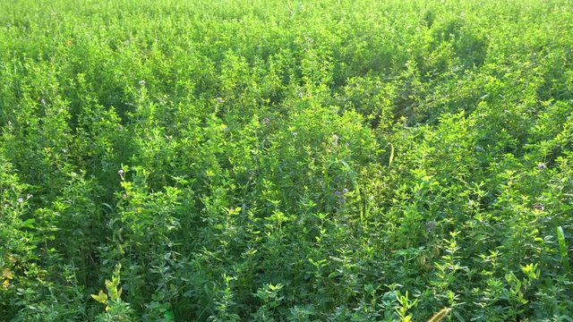 the alfalfa crop