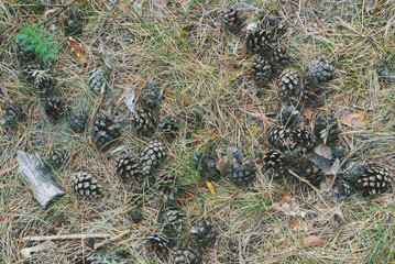 A close-up macro autumn view of a ground covered with dry pine needles and cones, a forest of Curonian Spit, Kaliningrad region, Russia.