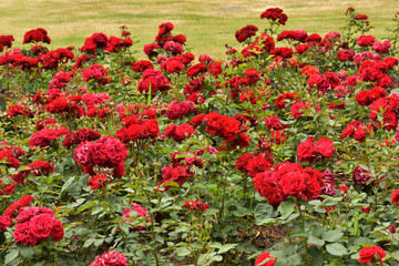 Red roses