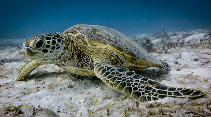 Green turle eating on sandy white bottom with coral reef in the background on Lady Elliot Island in Queensland Australia.