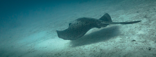Cowtail ray swimming away on Lady Elliot island in Queensland Australia