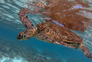 Green turtle swimming at the surface in the lady elliot island lagoon in Queensland Australia.