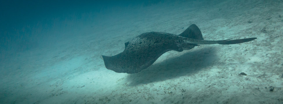 Cowtail ray swimming away on Lady Elliot island in Queensland Australia