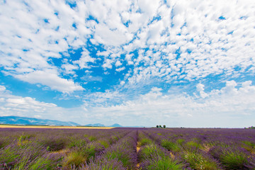 Fototapeta na wymiar A young lavender field with purple flowers and green stems against a bright blue sky with feathery clouds
