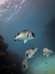 Four grey sweetlips swimming with a blue background on Lady Elliot Island in Queensland Australia.