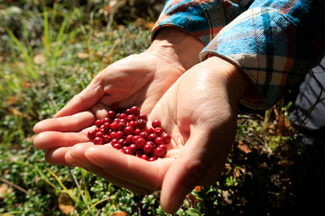 hands harvest red huckleberry