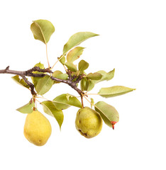 Pear tree branch with leaves and fruits on white isolated background. Space for text.