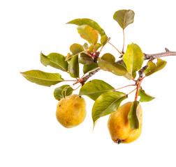 Pear tree branch with leaves and fruits on white isolated background. Space for text.