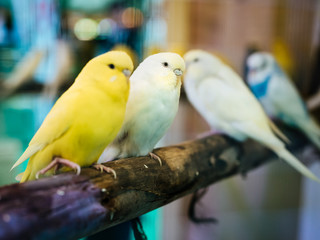 Budgerigar, Budgie Birds closeup