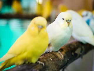 Budgerigar, Budgie Birds closeup