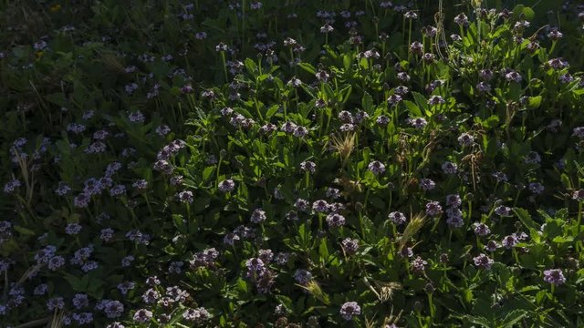 Timelapse of sunrise light over the purple wild flower blossom, photo took at Los Angeles, California, United States