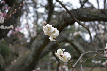 梅