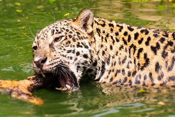 Leopard is happy in nature.