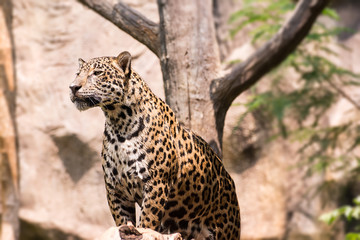 Naklejka na ściany i meble Leopard is standing on a branch.