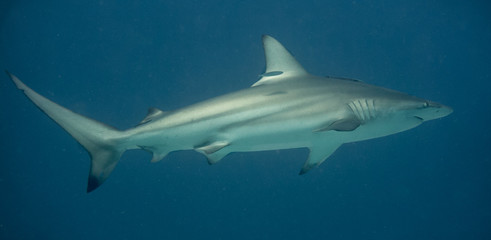 Obraz premium Grey reef shark swimming towards the right in the Great barrier reef Australia
