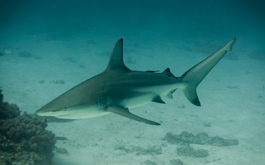 Fototapeta premium Grey reef shark swimming towards the left on a white sandy bottom on the great barrier reef in Australia