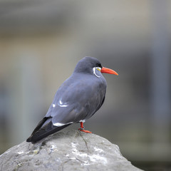 Portrait of ringed Inca Tern birds on rocks in natural habitat environment