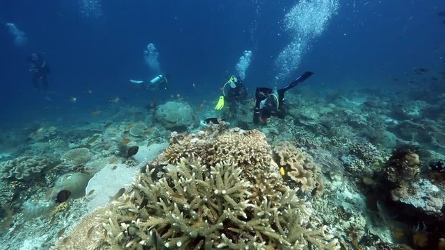 Scuba diving group exploring thriving coral reef in Raja Ampat, West Papua, Indonesia 