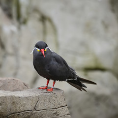 Portrait of ringed Inca Tern birds on rocks in natural habitat environment
