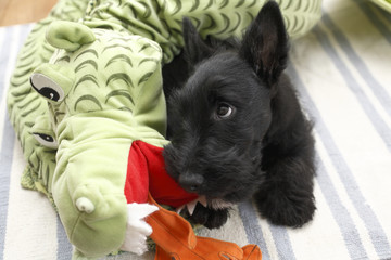 子犬とライバルの龍