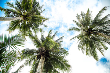 Fototapeta na wymiar palm tree bottom view