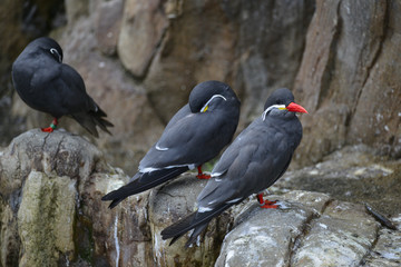 Portrait of ringed Inca Tern birds on rocks in natural habitat environment