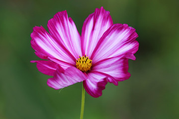 Cosmos Bipinnatus flowers in deep red-wine with white stripes